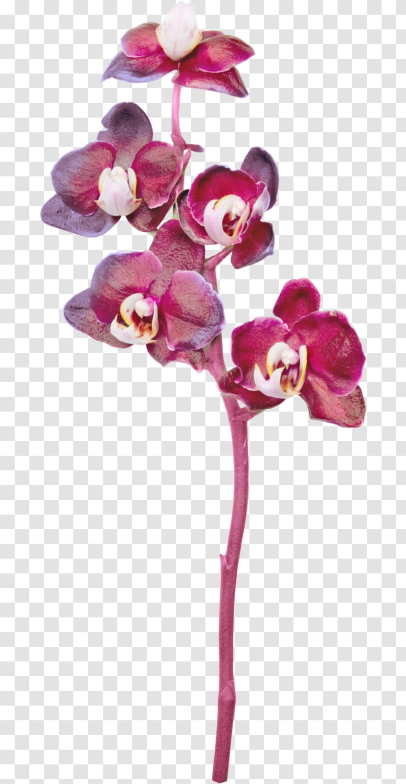 Moth Orchids Cut Flowers - Artificial Flower - Orchid Transparent PNG