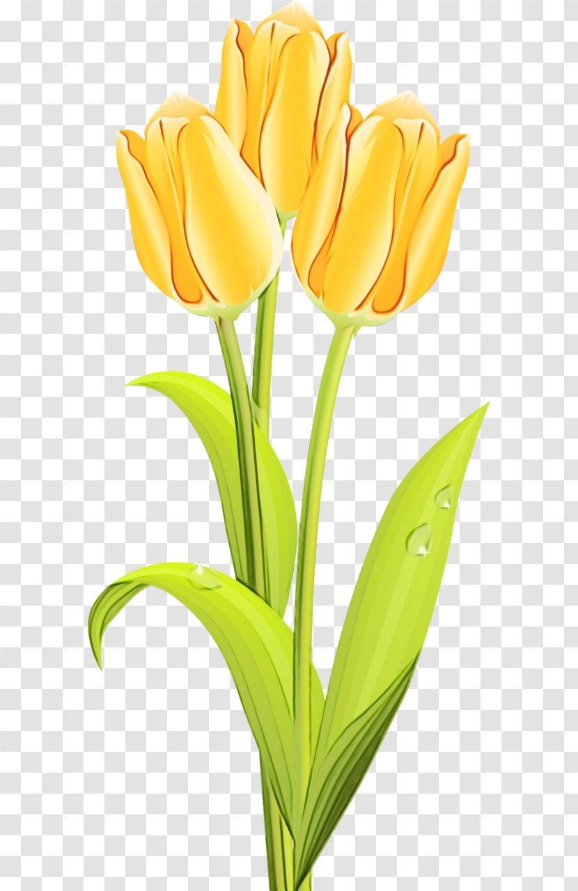 Orange - Tulip - Plant Transparent PNG