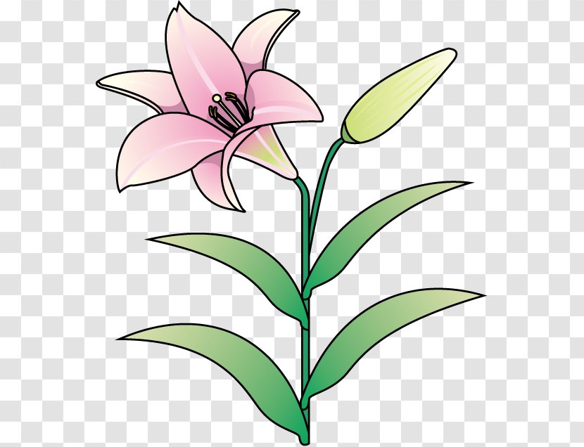 Floral Design Lilium Cut Flowers Plant Stem - Flower Transparent PNG