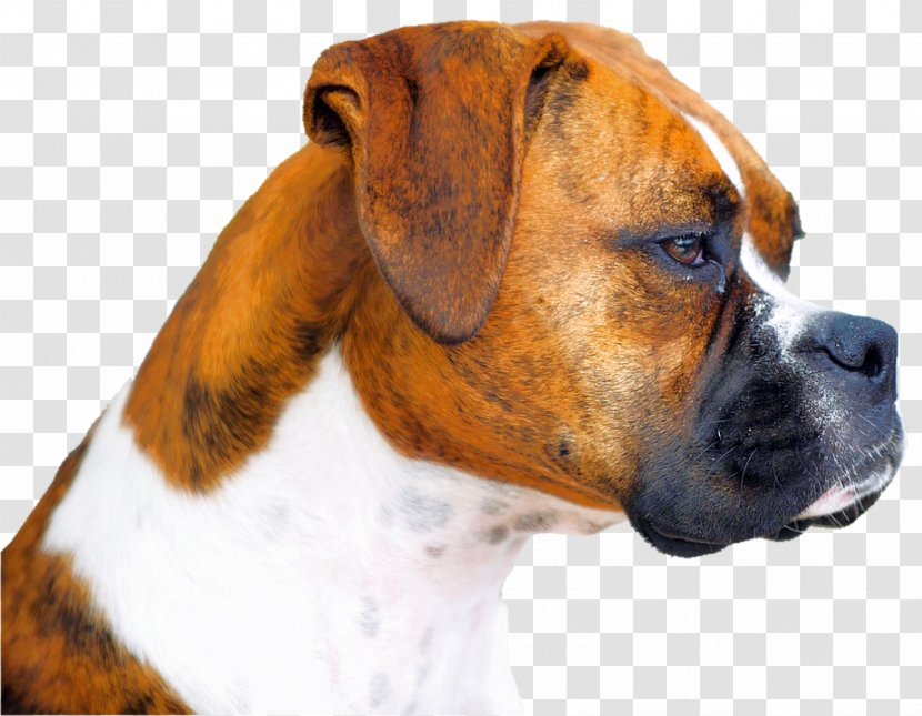 Boxer Pug Puppy Boston Terrier English Mastiff - Dog Food - Boxerhund Transparent PNG
