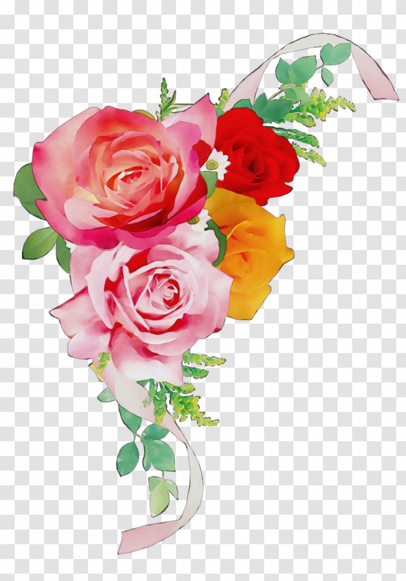 Garden Roses - Flower - Floribunda Flowering Plant Transparent PNG