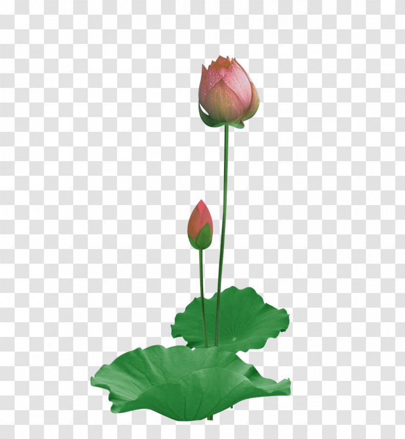Paper Nelumbo Nucifera Lotus Effect - Flowering Plant - Unopened And Leaf Transparent PNG