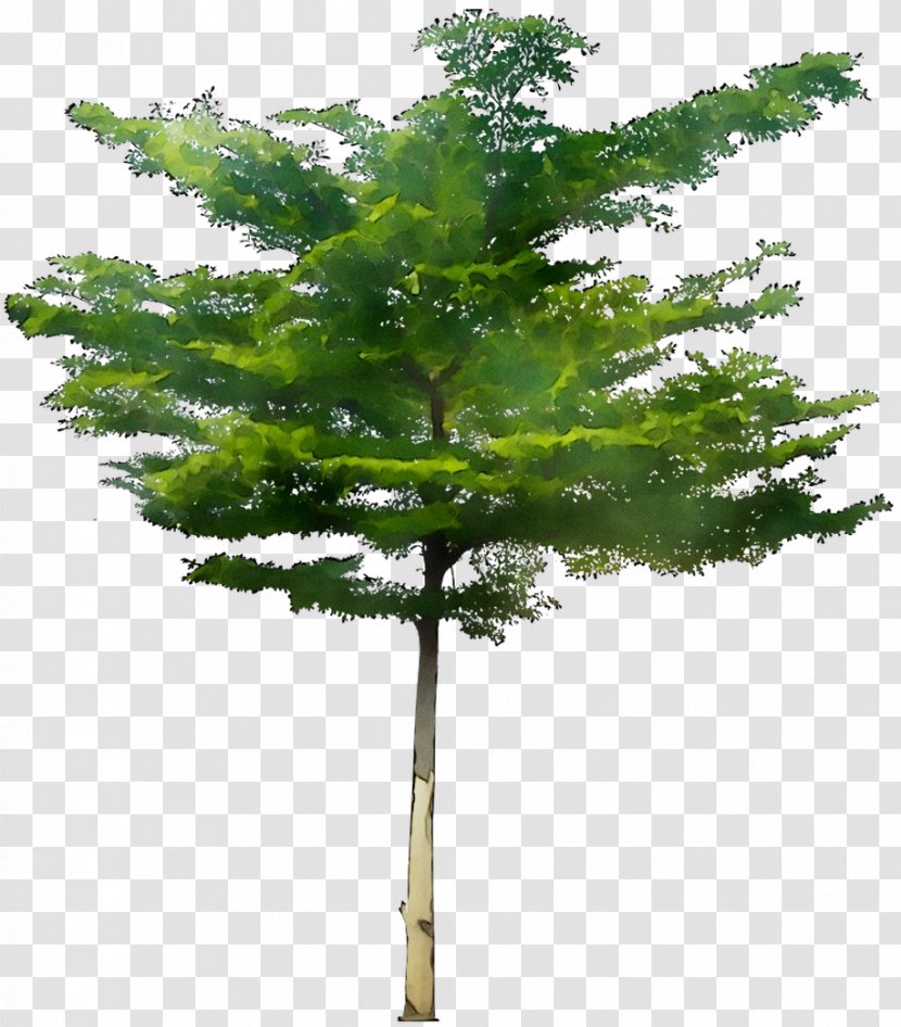 Bucida Molinetii Dual TreeFruit Seeds Shrub - Hackmatack - Red Pine Transparent PNG