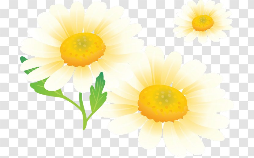Flower Painting - Chamomiles - Perennial Plant Herb Transparent PNG
