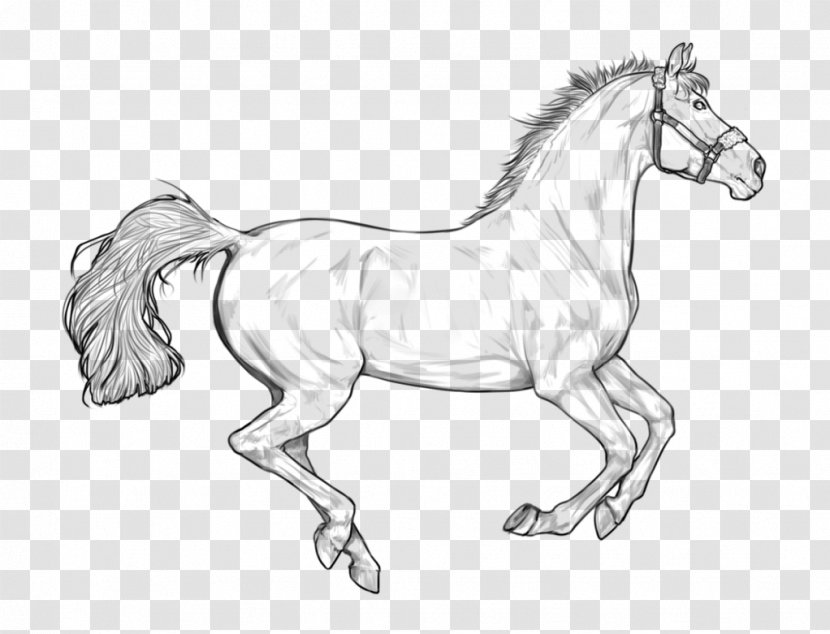 Horse Line Art Painting Sketch - Artwork Transparent PNG