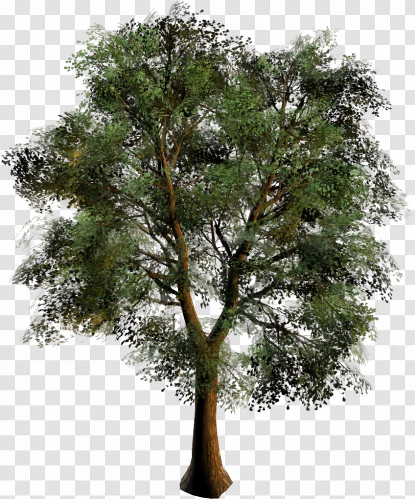 Branch Oak Mangifera Indica Tree Bonsai - Trunk Transparent PNG