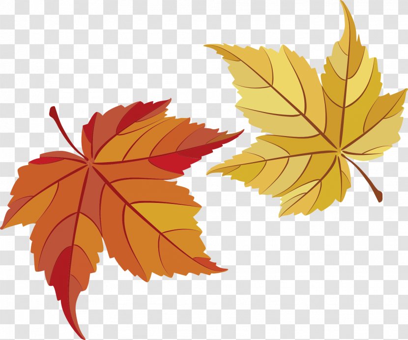 Download Autumn - Drawing - Maple Transparent PNG