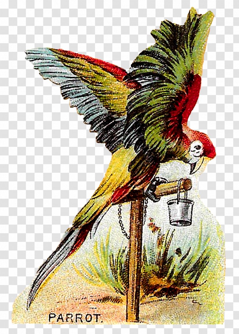 Macaw Bird - Vertebrate Transparent PNG