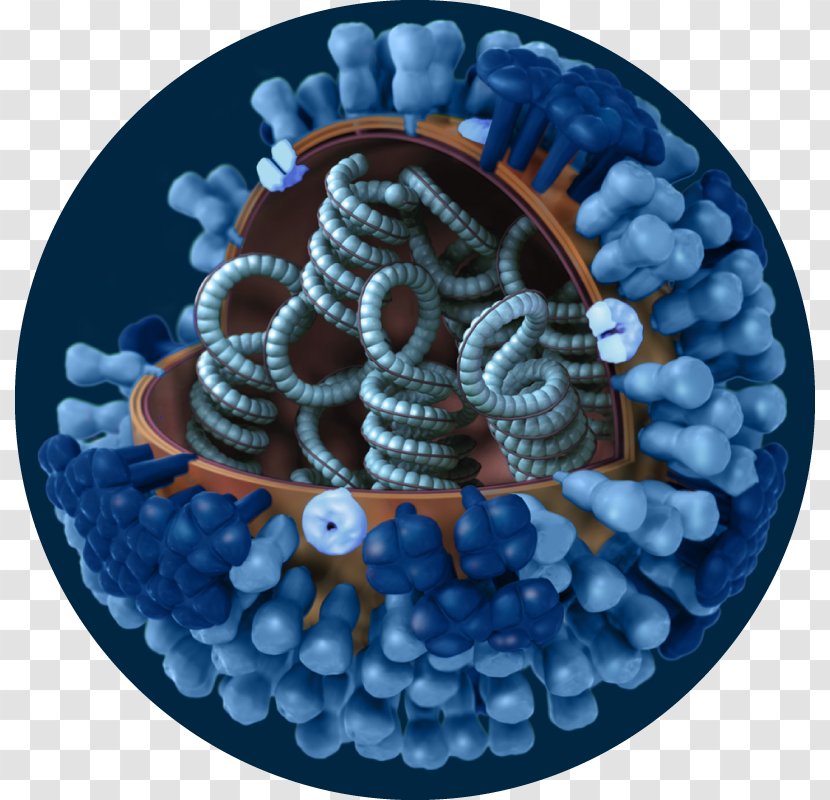 2009 Flu Pandemic Influenza A Virus Subtype H1N1 H3N2 Swine - H5n1 Transparent PNG