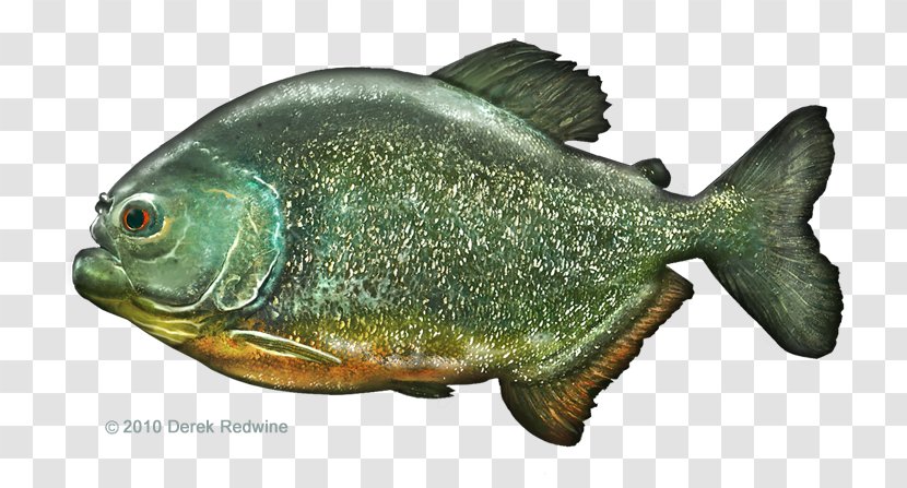 Perch Marine Biology Fauna Tilapia Oily Fish - Piranha Transparent PNG