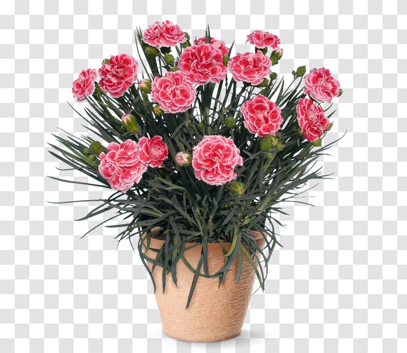 Gardening Direct Perennial Plant Pink Jersey Plants - Dianthus Transparent PNG