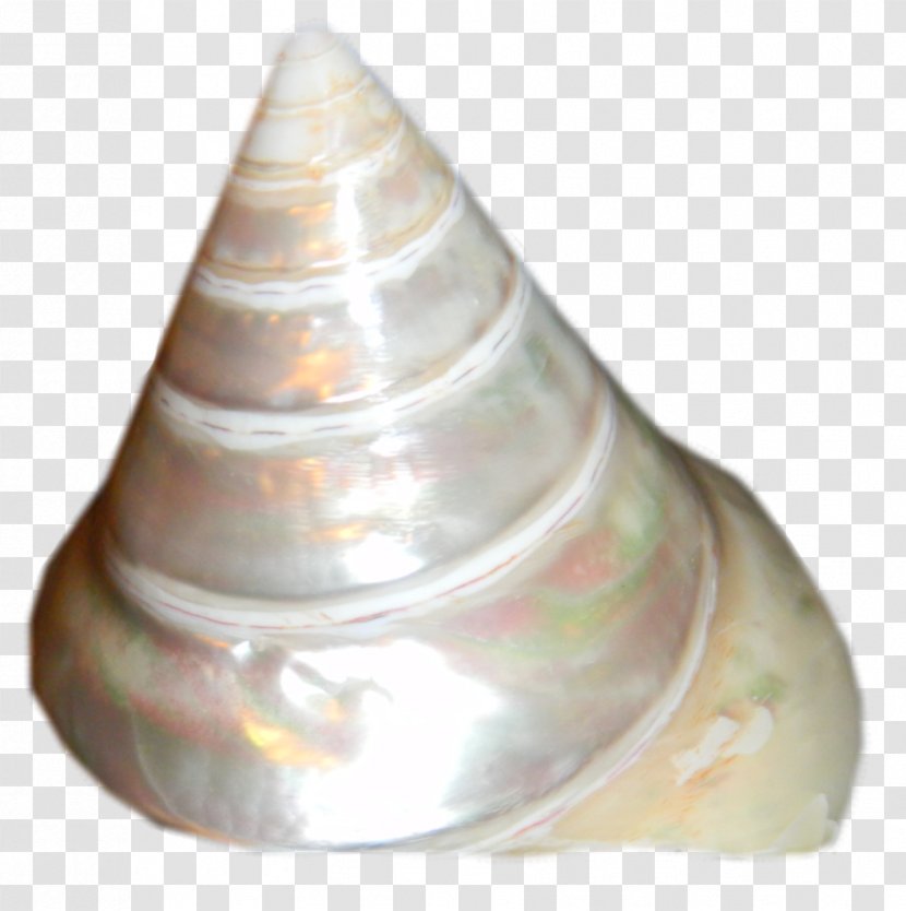 Shankha Seashell Sea Snail Conch Transparent PNG