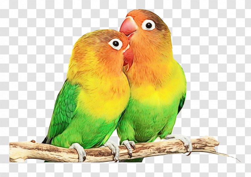 Lovebird - Parrot - Feather Adaptation Transparent PNG