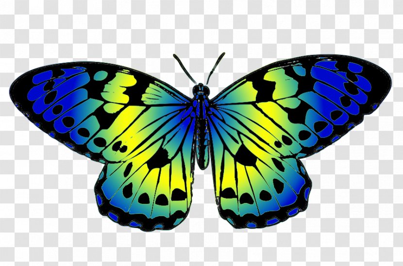 Butterfly Yellow Blue Drawing Clip Art - Arthropod - Greenish Cliparts Transparent PNG
