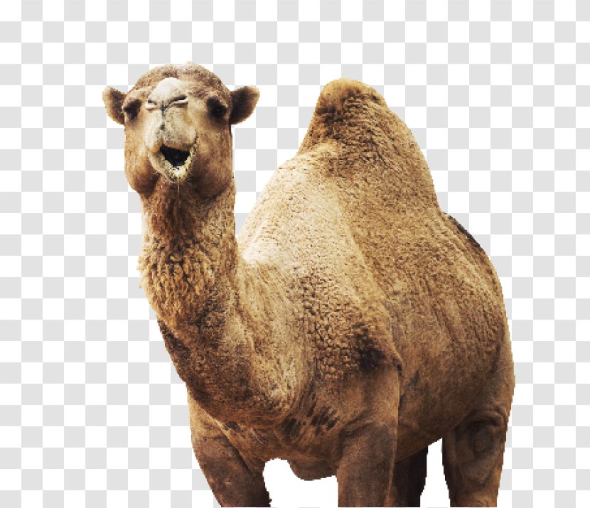 Dromedary Wildlife Animal Stock Photography - Brand - Arabian Camel Transparent PNG