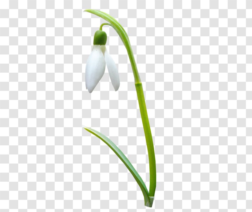 Plant Stem - Flowering - Design Transparent PNG