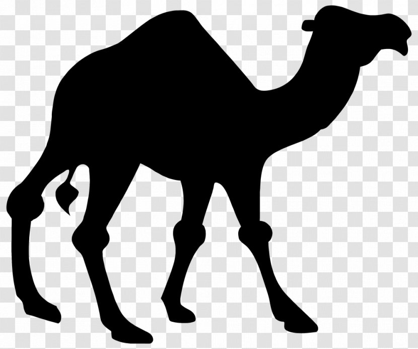 Camel - Line Art - Blackandwhite Transparent PNG