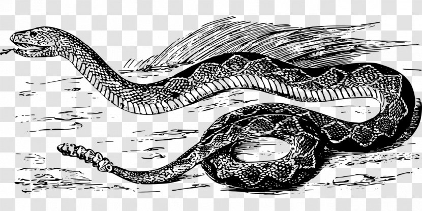 Rattlesnake Vipers Boas Clip Art - Extinction - Snake Transparent PNG
