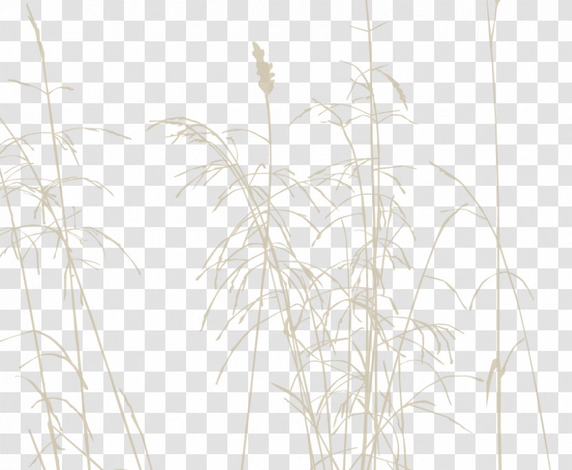 Twig Grasses Plant Stem Line Sky Plc Transparent PNG