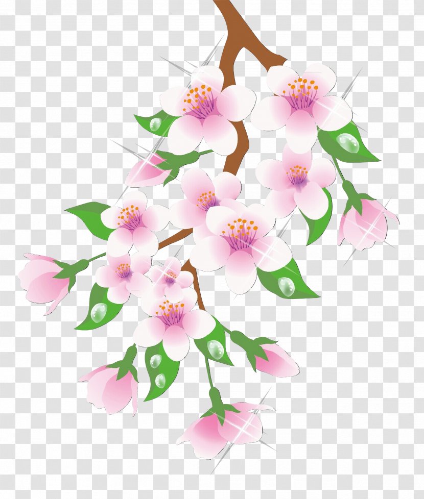 Cherry Blossom Cartoon - Cattleya - Plant Stem Transparent PNG