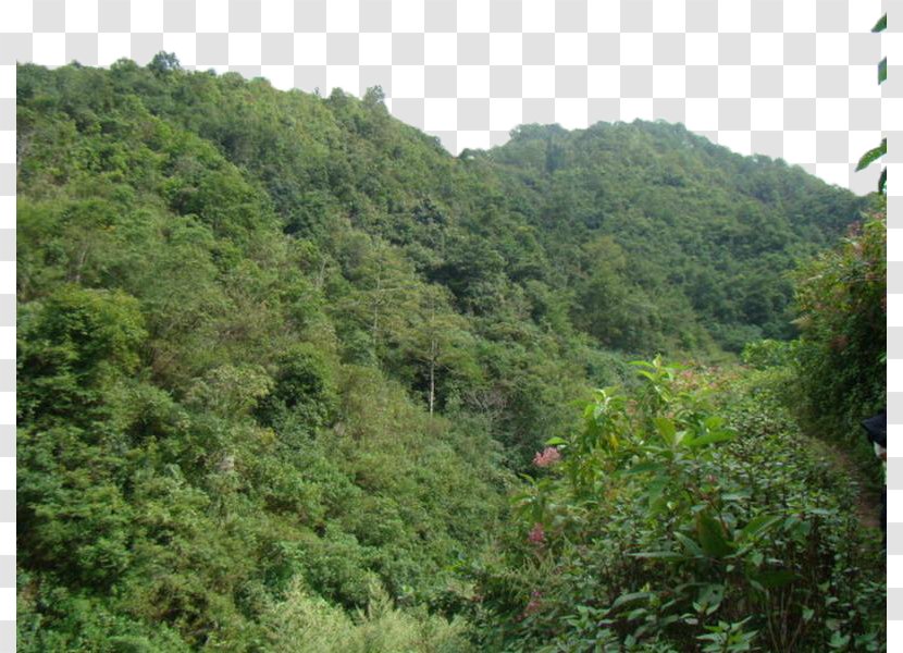 Valdivian Temperate Rain Forest Woodland Tree Tropical And Subtropical Coniferous Forests - Mountain - Green Broad-leaved Transparent PNG