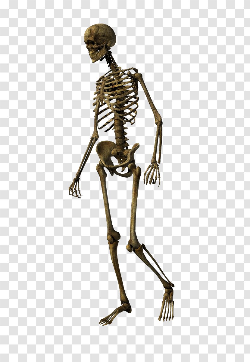 Human Skeleton Bone Skull Joint Transparent PNG