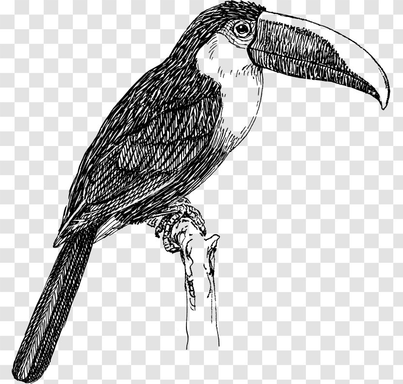 White-throated Toucan Line Art Clip - Bird Of Prey Transparent PNG