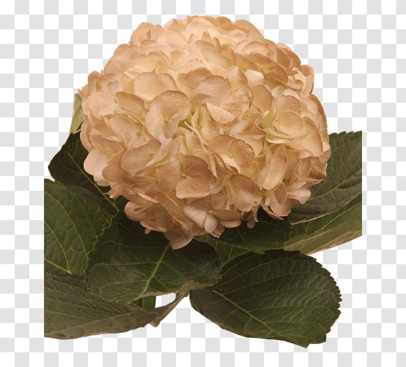 Hydrangea Cut Flowers Cabbage Rose Floral Design - Flower Bouquet Transparent PNG