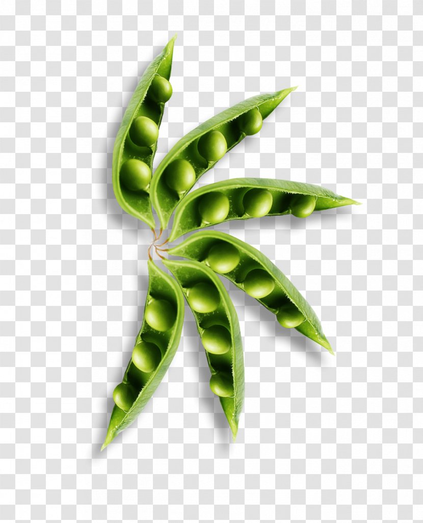 Leaf Plant Stem Herbalism Transparent PNG