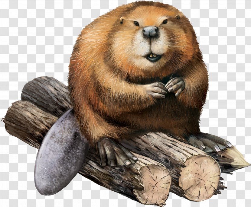 North American Beaver Stock Illustration - Rodent - Sitting On A Log Transparent PNG