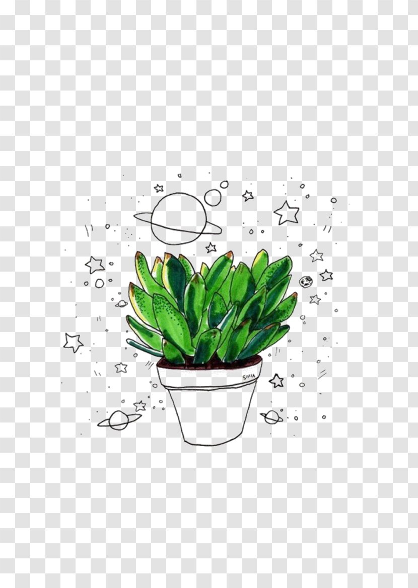 Cactaceae Drawing Succulent Plant - Art - Hand-painted Plants Transparent PNG