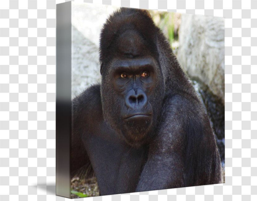 Western Gorilla Common Chimpanzee Monkey Snout Terrestrial Animal Transparent PNG