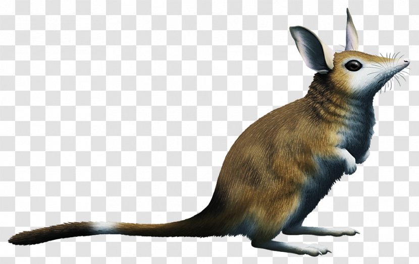 Metatheria Cenozoic Animal Mammal Whiskers - Howe Transparent PNG