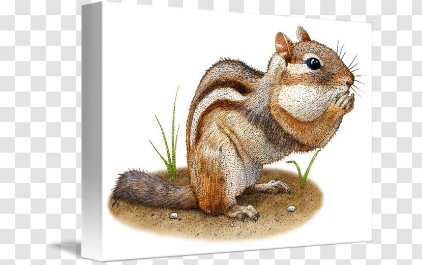 Fox Squirrel Eastern Chipmunk Animal Transparent PNG