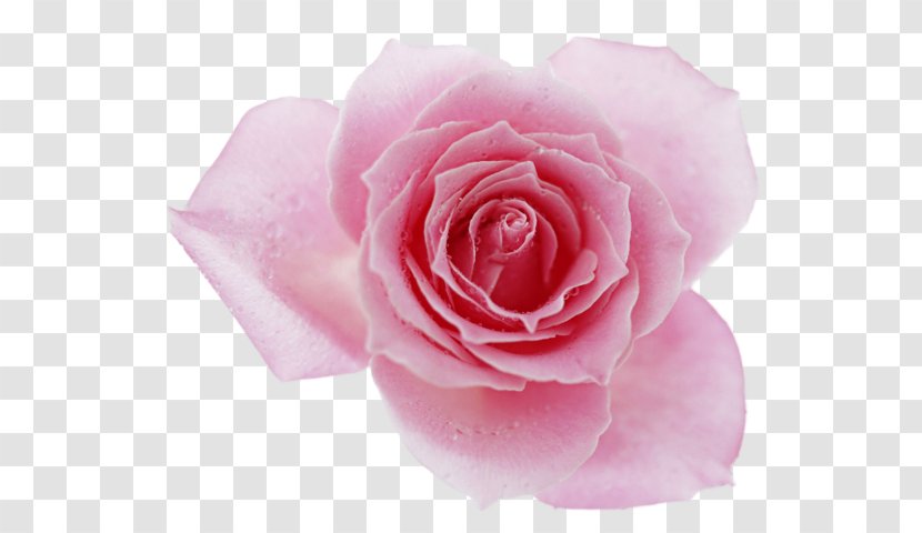 Rose Desktop Wallpaper Pink Flowers Clip Art - Family Transparent PNG