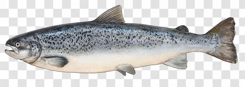 Coho Salmon Trout Fish Products - Organism - Kokanee Transparent PNG