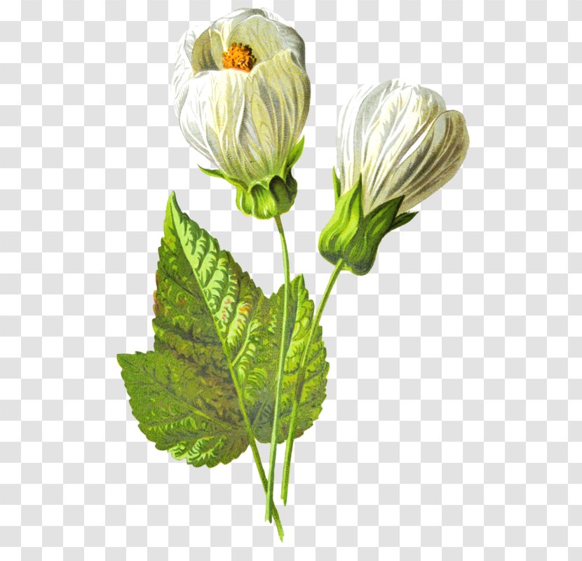 Cut Flowers Flower Garden Transparent PNG