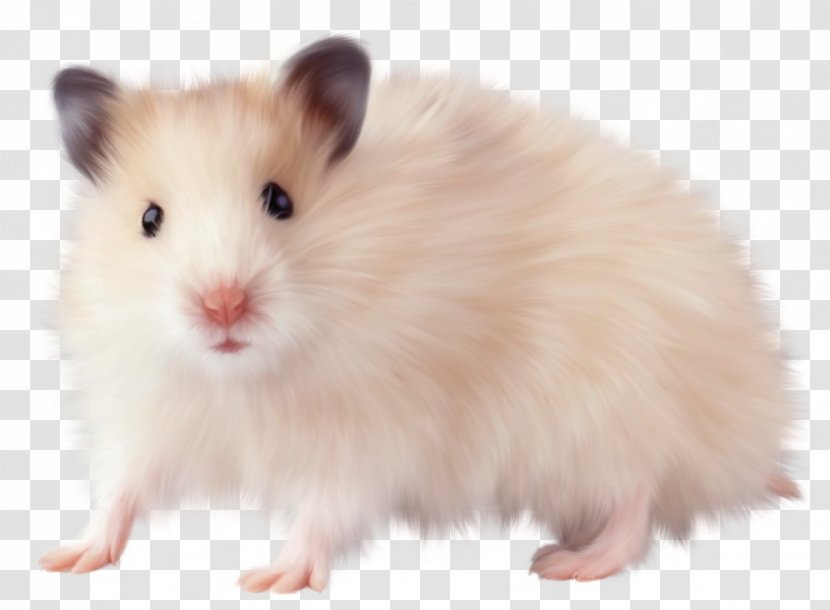 Hamster Rodent Computer Mouse Rat Transparent PNG