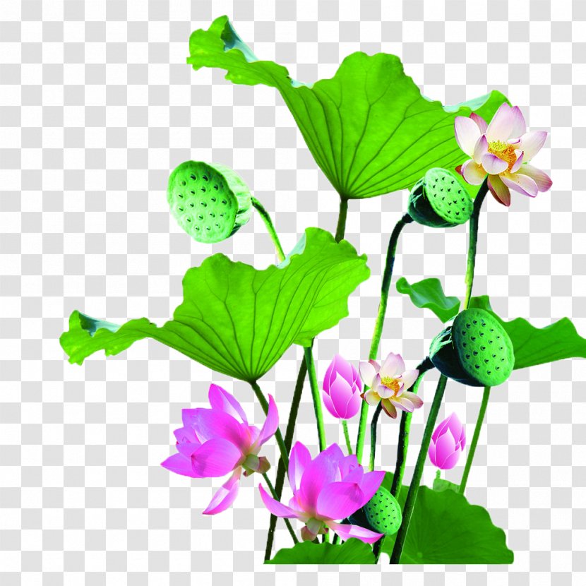 Nelumbo Nucifera Manchu People - Flora - Lotus Transparent PNG