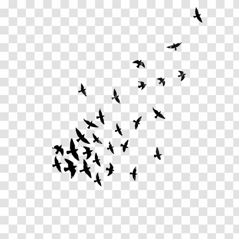 Bird Statistical Dispersion Dyspersja - Picsart Photo Studio Transparent PNG