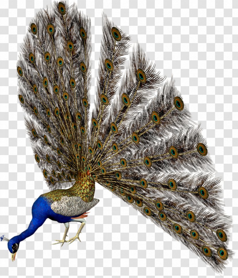 Bird Pavo Animaatio Clip Art - Tree Transparent PNG