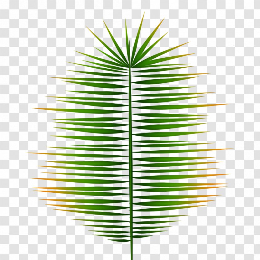 Asian Palmyra Palm Grasses Line Leaf Symmetry Transparent PNG