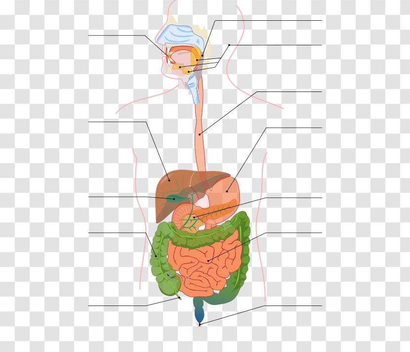 Gastrointestinal Tract Digestion Small Intestine Human Digestive System Large - Tree Transparent PNG
