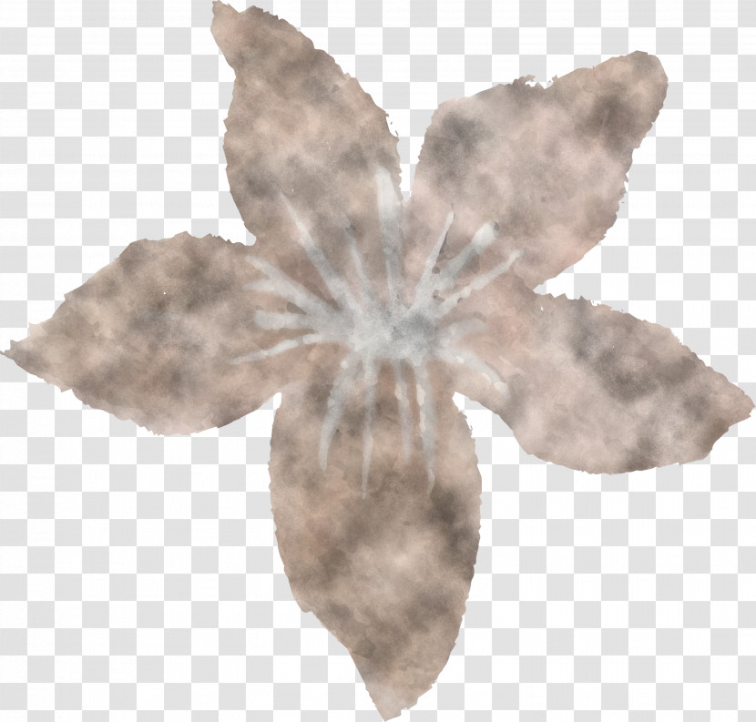 Leaf Petal Flower Plant Beige Transparent PNG