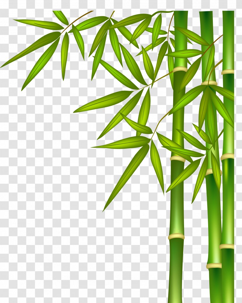 Green Bamboo - Advertising - Plant Stem Transparent PNG
