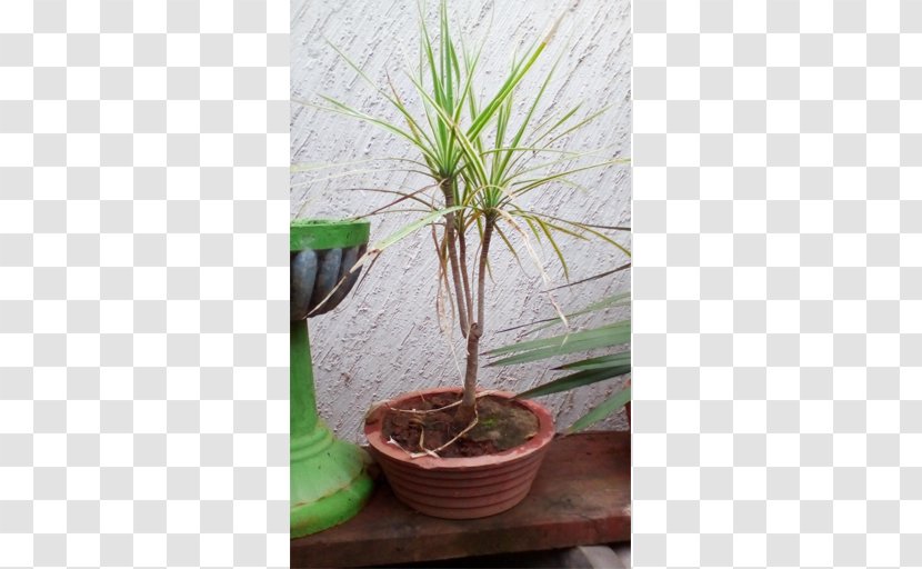 Houseplant Flowerpot Dracaena Fragrans Tree Bonsai - Arecales - Plants Transparent PNG