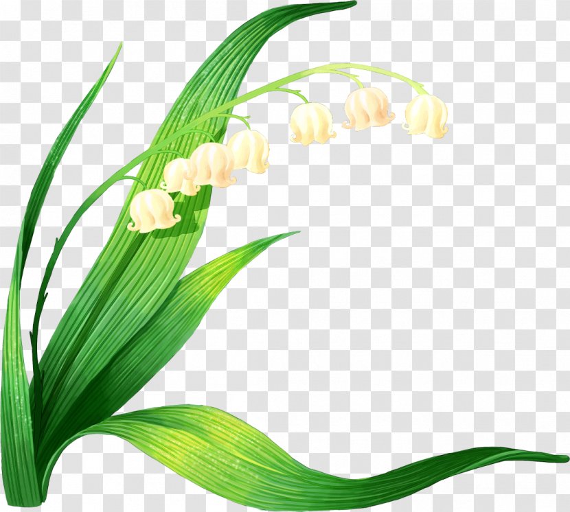Lily Of The Valley - Flora - Plant Stem Transparent PNG
