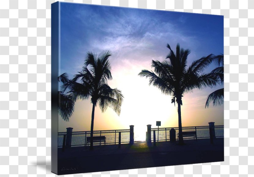 Property Arecaceae Sky Plc Tree - Seascape Transparent PNG