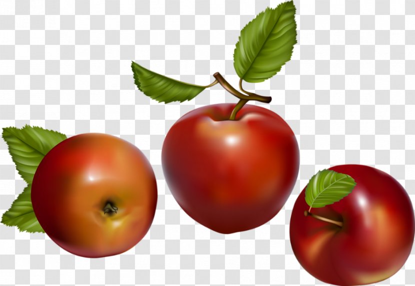 Tomato Apple Fruit Berry - Herb Transparent PNG