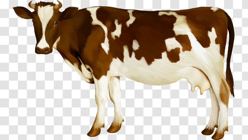 Holstein Friesian Cattle Simmental Calf Dairy Udder - Cow Transparent PNG